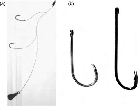 A Standardised Paternoster Rig Used When Targeting S Punctata Note