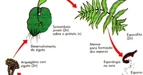 Ciclo De Vida Da Pteridófitas Biologia D