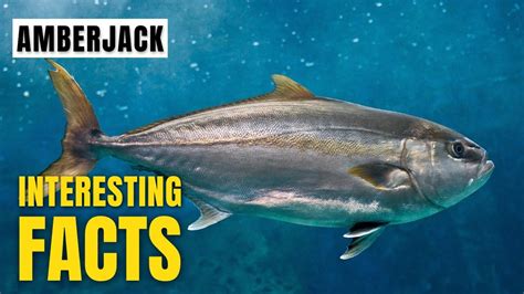 Amazing Facts Of Amberjack Interesting Facts The Beast World Youtube