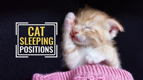 8 Common Cat Sleeping Positions And What They Tell Us - Petmoo