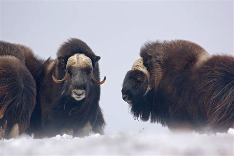 Muskoxen Are Still Here | Wild View