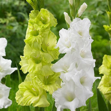 Gladiolus Bulbs Green Star Spring Flower Bulbs Eden Brothers