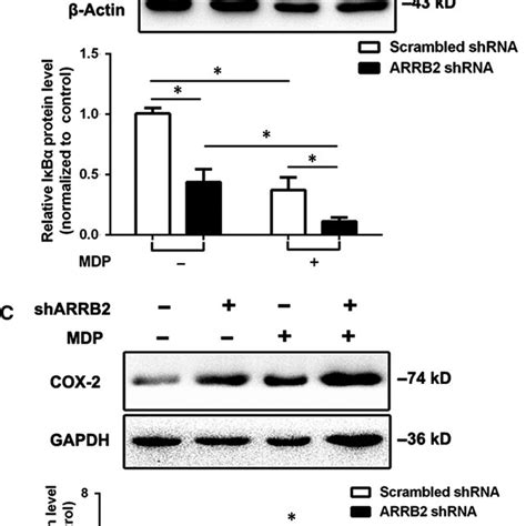 The Deficiency Of β‐arrestin2 Arrb2 Accelerated The Nod2 Triggered