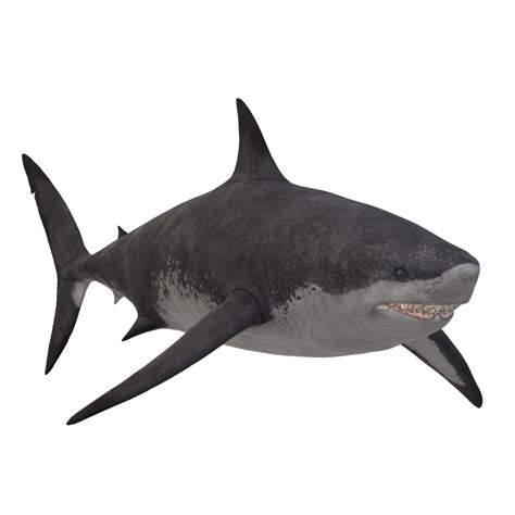 Swimming Shark Illustration 27257684 Png