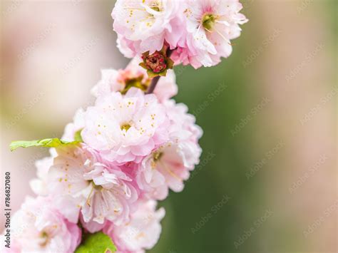 Beautiful Pink Flowers Of Prunus Triloba Blossom Pink Flowers Prunus