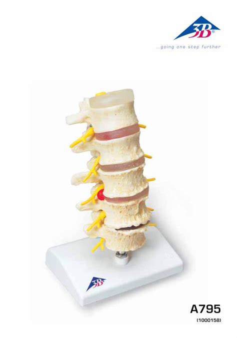 PDF A795 3bscientific De Stages Of Disc Prolapse And Vertebral