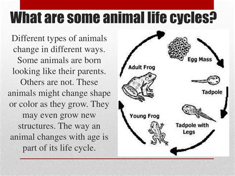 PPT - Animal Life Cycles PowerPoint Presentation, free download - ID ...