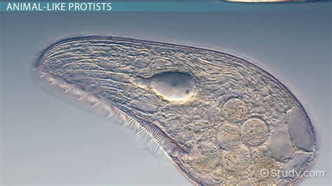 Protists | Importance, Types & Function - Lesson | Study.com