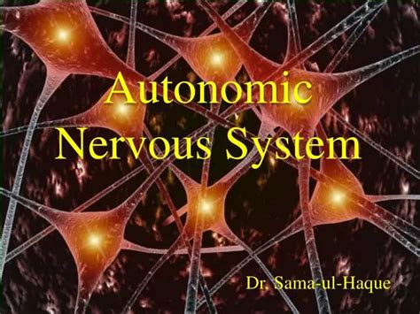 Ppt Autonomic Nervous System Powerpoint Presentation Free Download