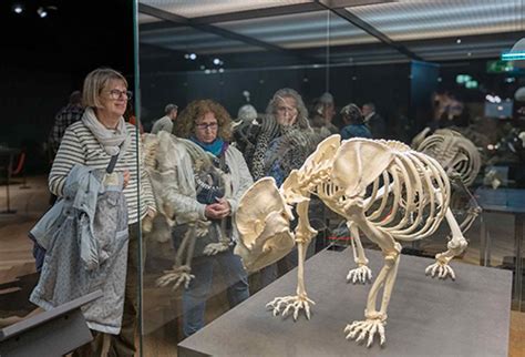 Museum Mensch Und Natur Skelette Choreografen Der Bewegung