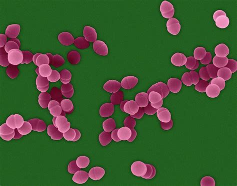 Antibiotics for enterococcus faecium