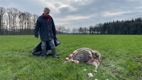 Schapen Van Stijn Worden Voor Tweede Keer Dit Jaar Aangevallen Door