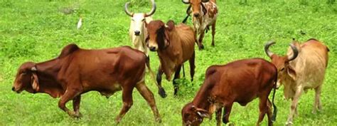 Zebu - Description, Habitat, Image, Diet, and Interesting Facts