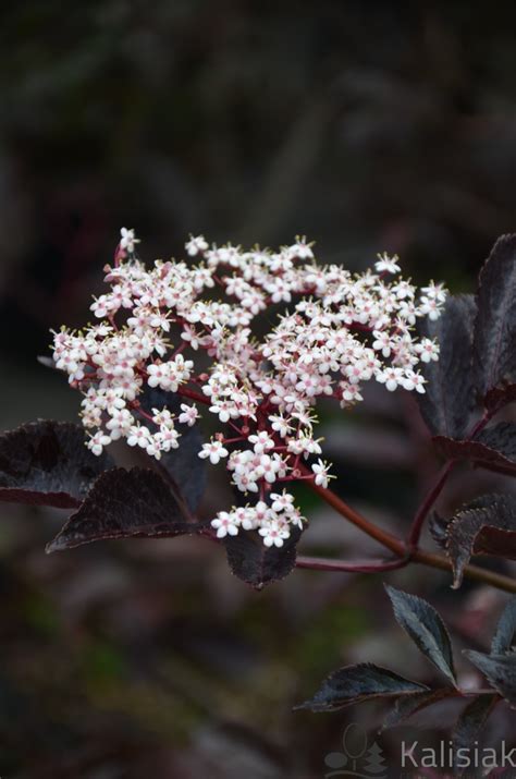 Sambucus Nigra Thundercloud Bez Czarny