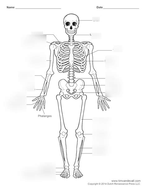 Skeleton Diagram Quizlet