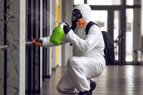 Mastering Mold Remediation: Key Tips For Effective Services