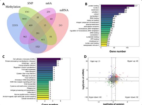 Integration Analysis Of Multi Omics Datasets A Venn Diagram Of The