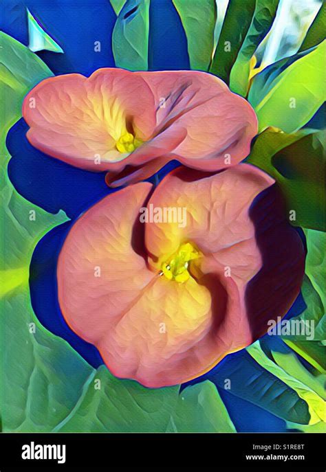 Texas garden flowers Stock Photo - Alamy