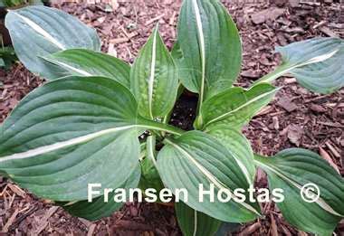 Hosta Paradise Bikini Fransen Hostas