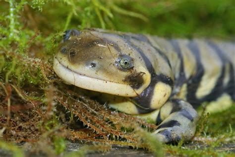 Tiger Salamander - A-Z Animals