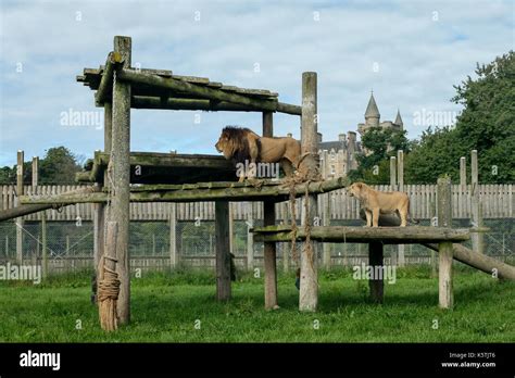 The Lion Pride Blair Drummond Safari Park In Stirling Hi Res Stock