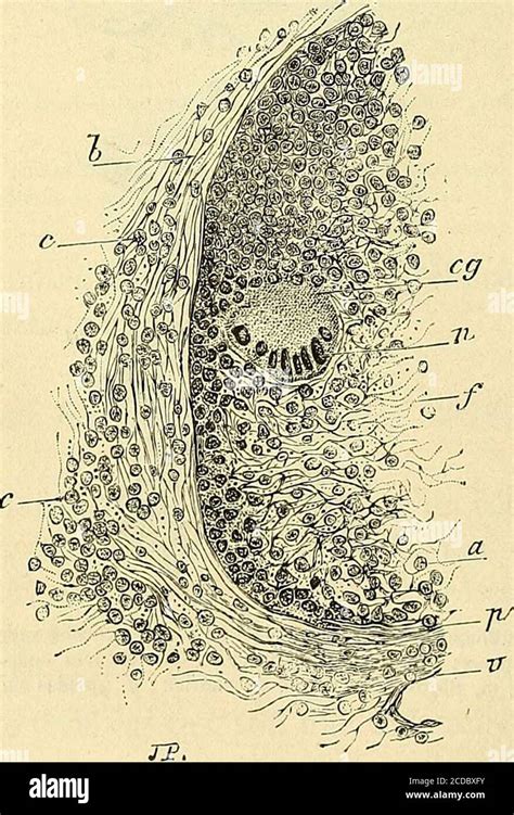 Manuel d histologie experimentale Fig 86 Coupé de la muqueuse