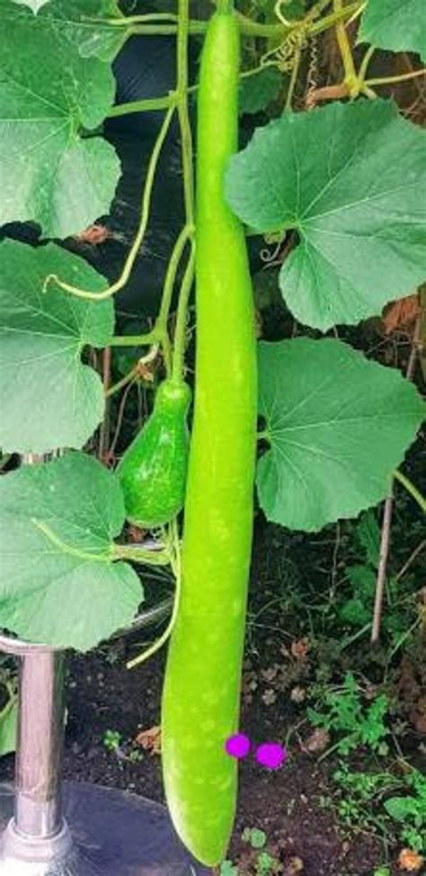 Snack Bottle Gourd Bash Lau Lauki Kaddu 5 Seeds Etsy Uk