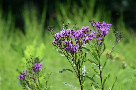 Pennsylvania Roadside Flowers Best Flower Site