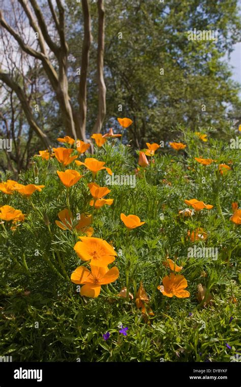 California Poppy Eschscholzia Californica Mixed Colors At Mercer