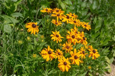 Rudbeckia Fulgida Goldsturm Sonnenhut Goldsturm W Rlein