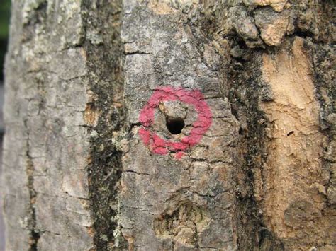 Emerald Ash Borer Treatment - Arbor Hills Tree Farm, LLCArbor Hill ...