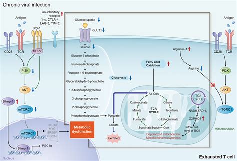 Frontiers The Role Of Metabolic Dysfunction In T Cell Exhaustion