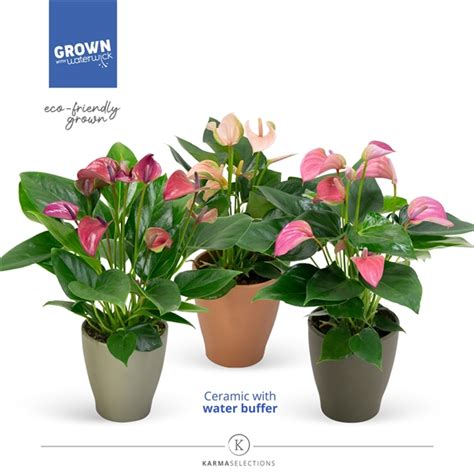 Anthurium KARMA Multiflora Mix Urban Waterreservoir CLN13URB