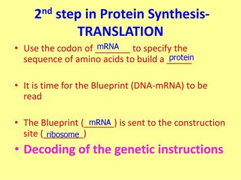 Protein Synthesis The Formation Of Proteins Based On Information In Dna And Carried Out By Rna