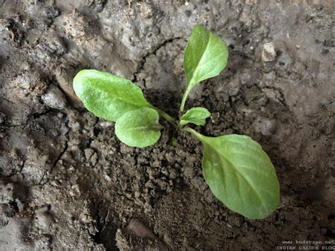 DAISY SEEDLING IDENTIFICATION | GARDENING FOR BEGINNERS