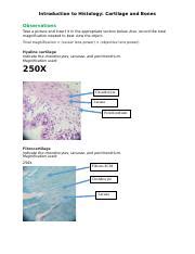 Bio Introduction To Histology Cartilage And Bones Answer Sheet Docx