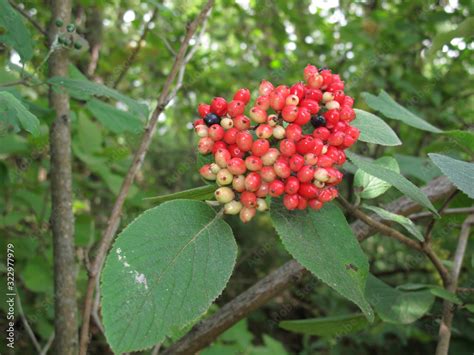 Viburnum lantana Stock Photo | Adobe Stock