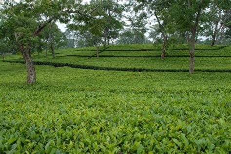 Popular Tea Gardens To Visit In Assam Tea Tourism In Assam