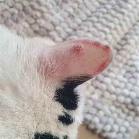 Scabs On Cats Ears Thecatsite