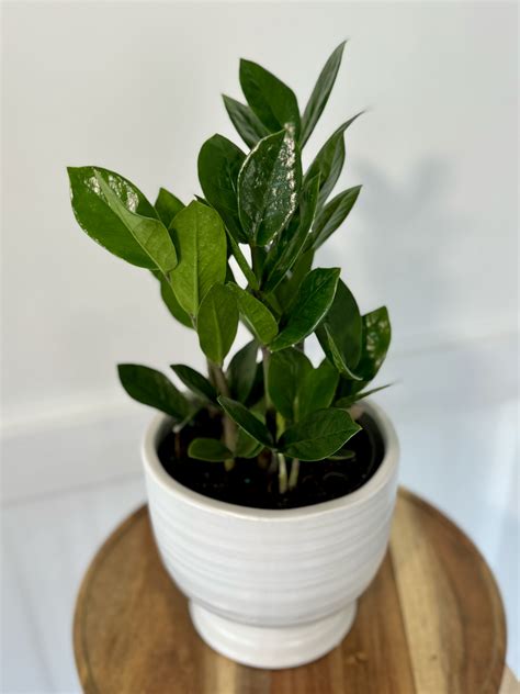 ZZ Plant by Adriana Floral Design