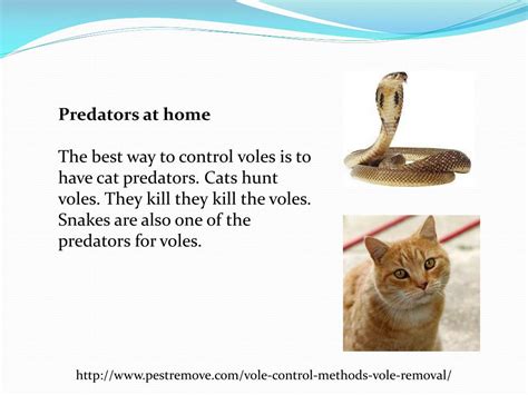 PPT - VOLE CONTROL METHODS FOR VOLE REMOVAL PowerPoint Presentation ...