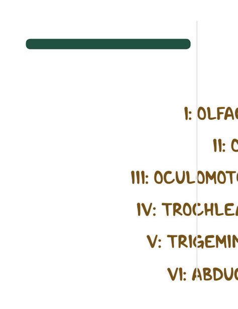 Cervical Nerves Function