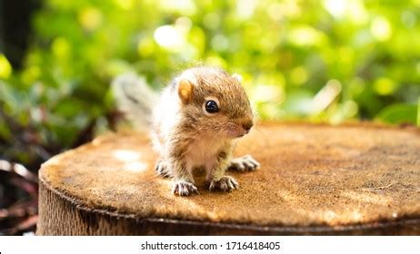 34,685 Baby Squirrel Royalty-Free Images, Stock Photos & Pictures | Shutterstock