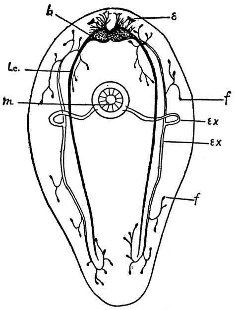 Turbellarian | ClipArt ETC