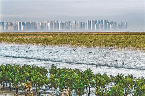 全国首单湿地生物多样性保护保险落地晋江