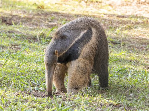 Aardvark vs Anteater | Extensive Comparison Between Them