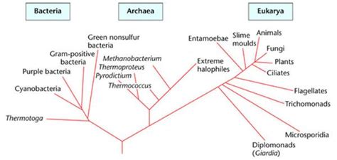 Free What Conclusion About The Bacteria Domain Could Be Made From The