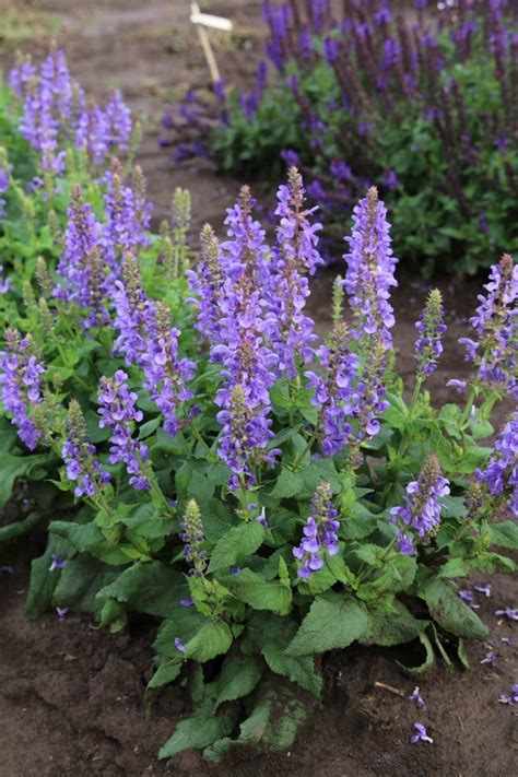 Sensation Sky Blue Salvia Pahls Market Apple Valley Mn