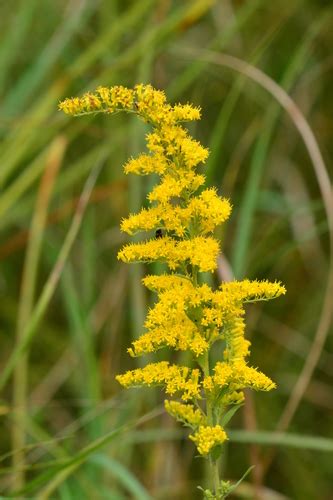 Grey Goldenrod Solidago Nemoralis INaturalist Canada