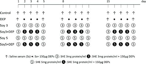 Schematic diagram of the experimental protocol and experimental groups ...